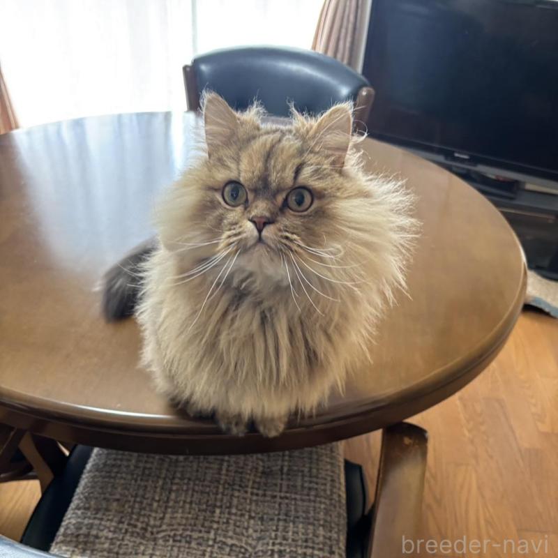販売中の福岡県のペルシャ(チンチラ)-140339の2枚目
