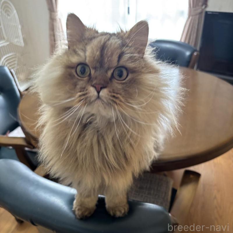 販売中の福岡県のペルシャ(チンチラ)-140339の1枚目