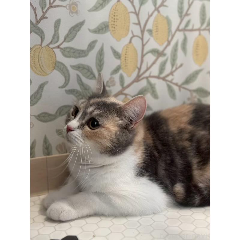 販売中の兵庫県のマンチカン-140340の5枚目