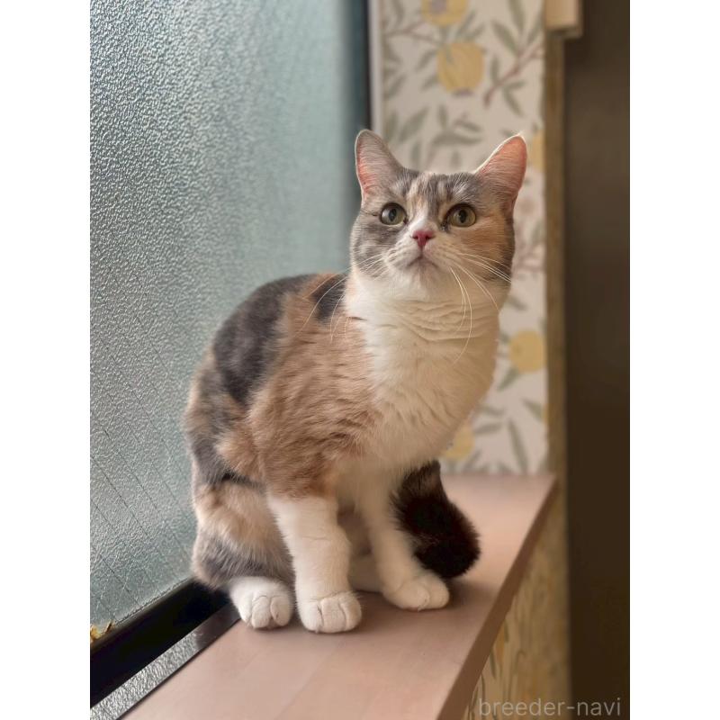 販売中の兵庫県のマンチカン-140340の4枚目