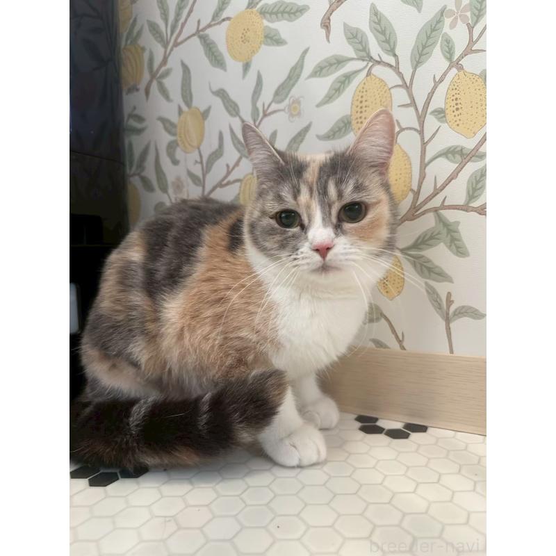 販売中の兵庫県のマンチカン-140340の3枚目