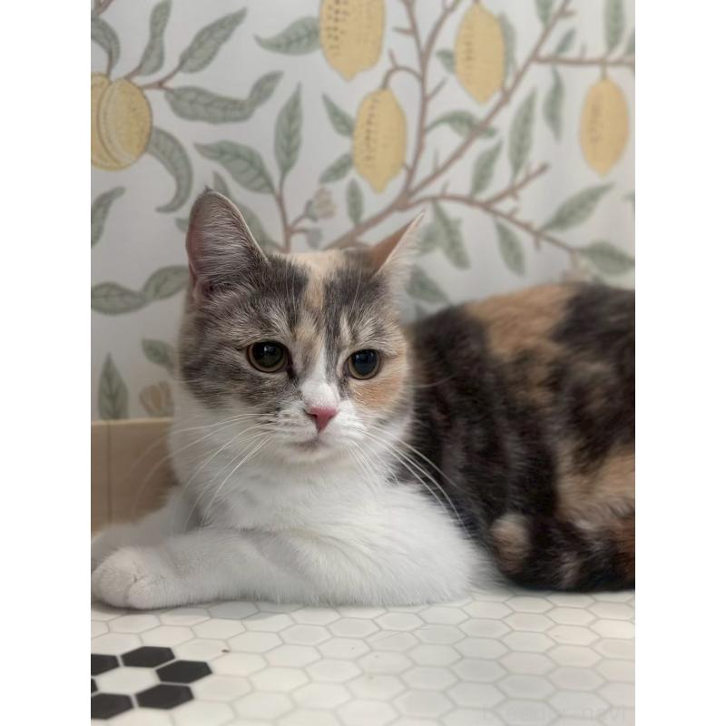 販売中の兵庫県のマンチカン-140340の2枚目