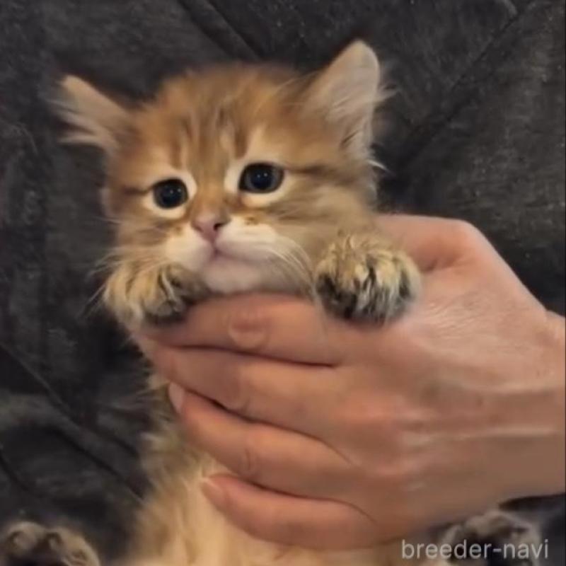 販売中の大阪府のサイベリアン-140341の4枚目