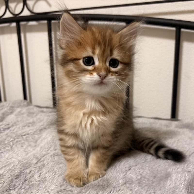 販売中ののサイベリアン-140341