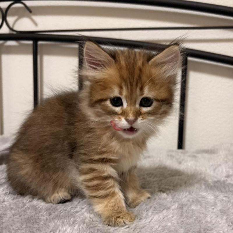 販売中の大阪府のサイベリアン-140341の3枚目