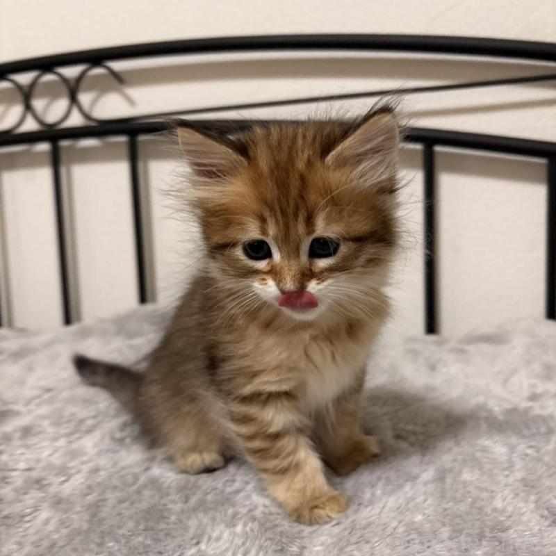 販売中の大阪府のサイベリアン-140341の2枚目