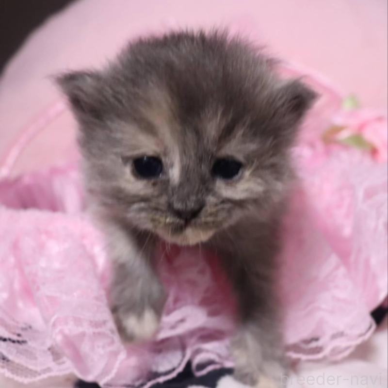 販売中の千葉県のサイベリアン-140342の1枚目