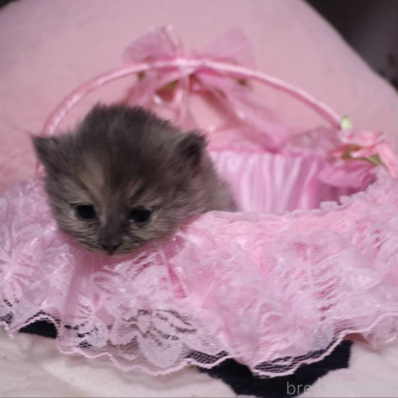 販売中の千葉県のサイベリアン-140342の5枚目