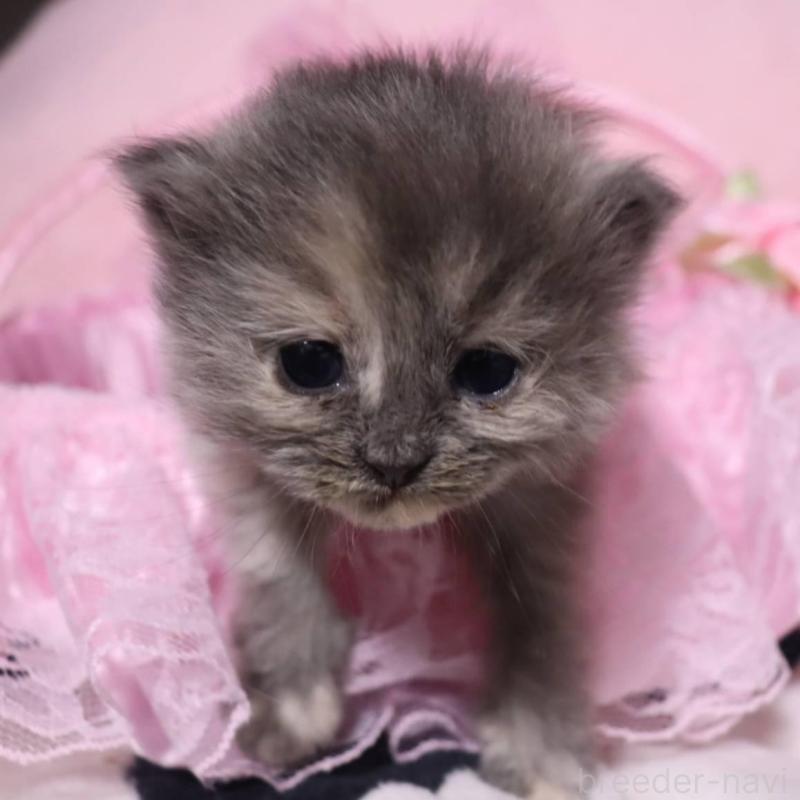 販売中の千葉県のサイベリアン-140342の4枚目