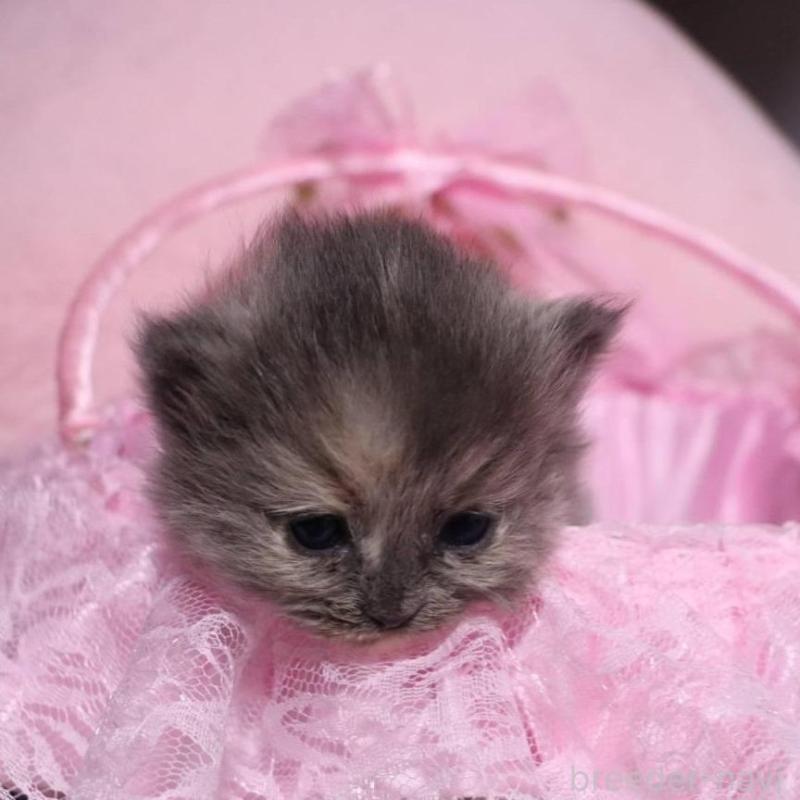 販売中の千葉県のサイベリアン-140342の3枚目