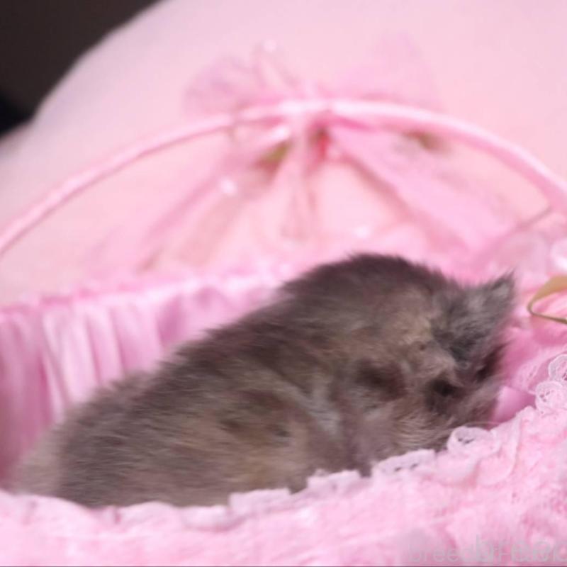 販売中の千葉県のサイベリアン-140342の2枚目