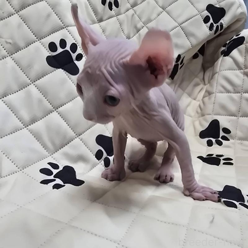 販売中の滋賀県のエルフキャット-140343の6枚目