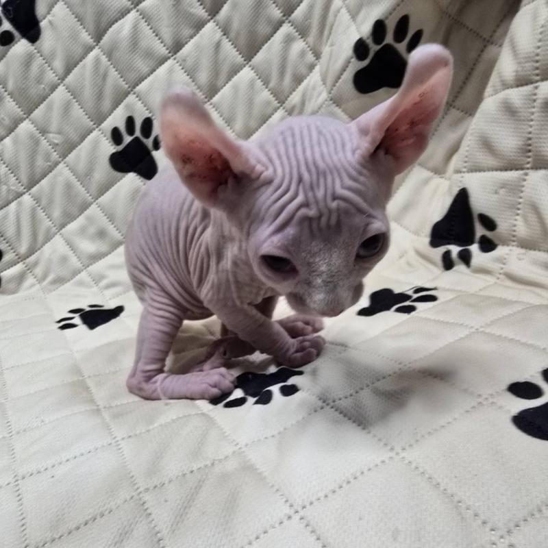 販売中の滋賀県のエルフキャット-140343の5枚目