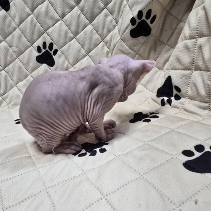 販売中の滋賀県のエルフキャット-140343の4枚目