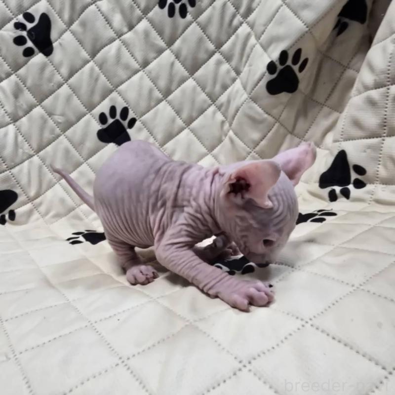 販売中の滋賀県のエルフキャット-140343の3枚目