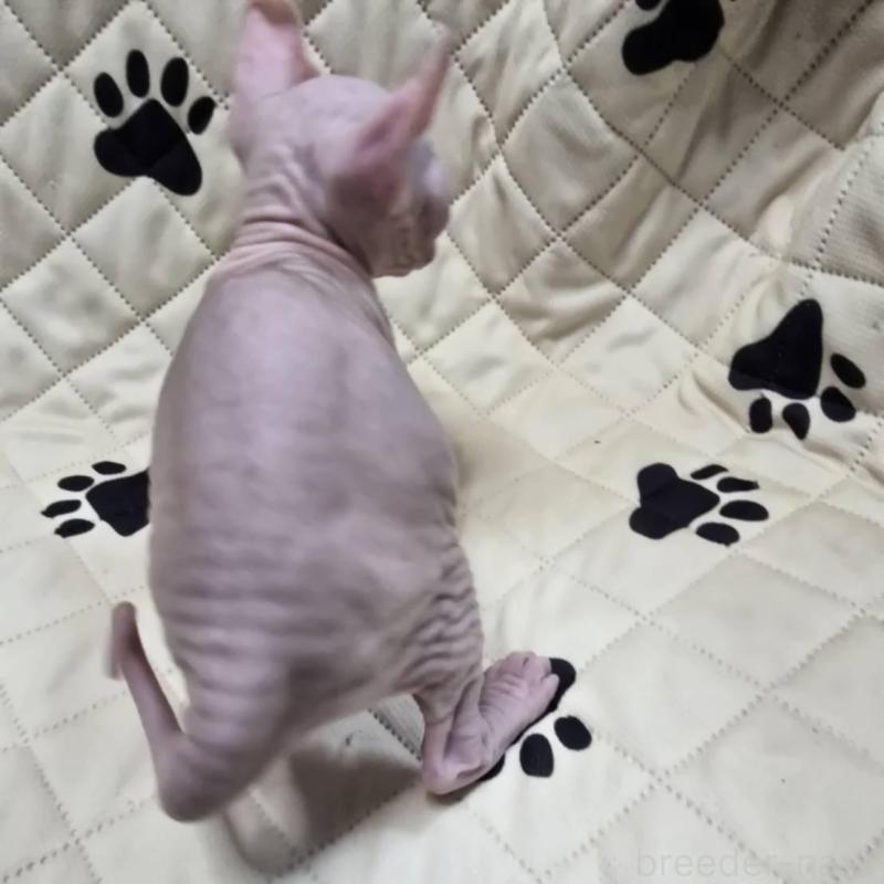 販売中の滋賀県のエルフキャット-140343の2枚目