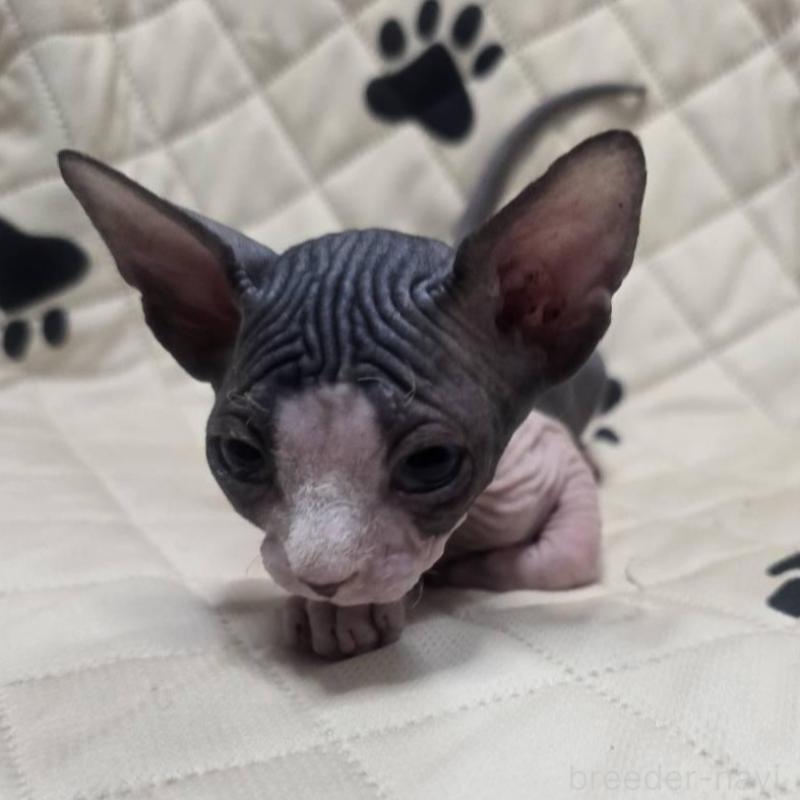 販売中の滋賀県のエルフキャット-140344