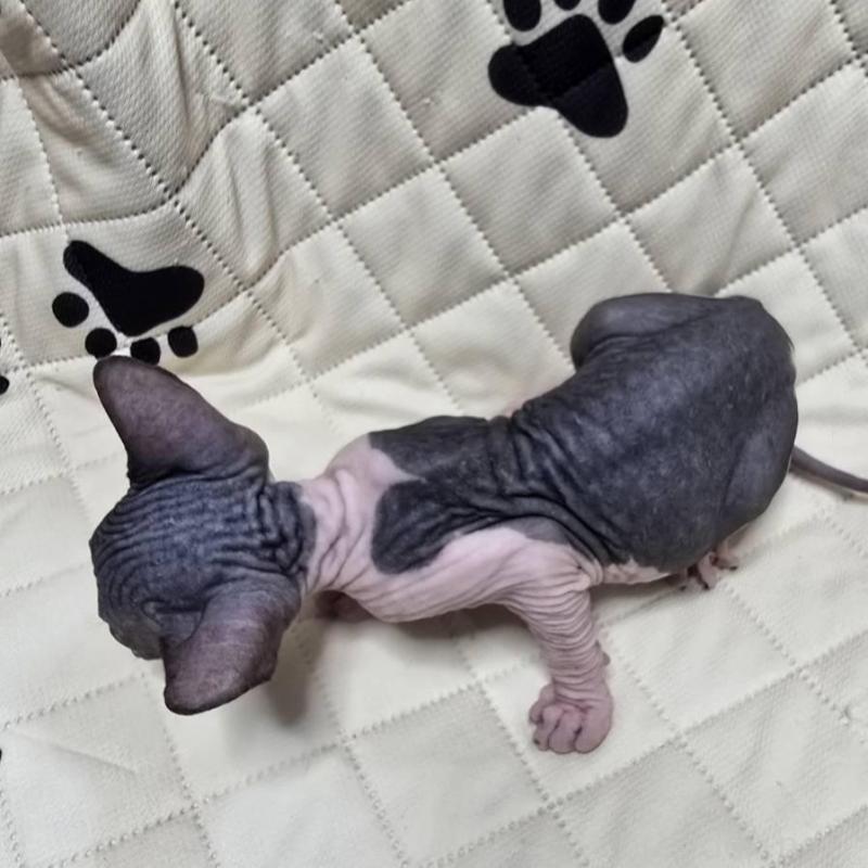 販売中の滋賀県のエルフキャット-140344の10枚目