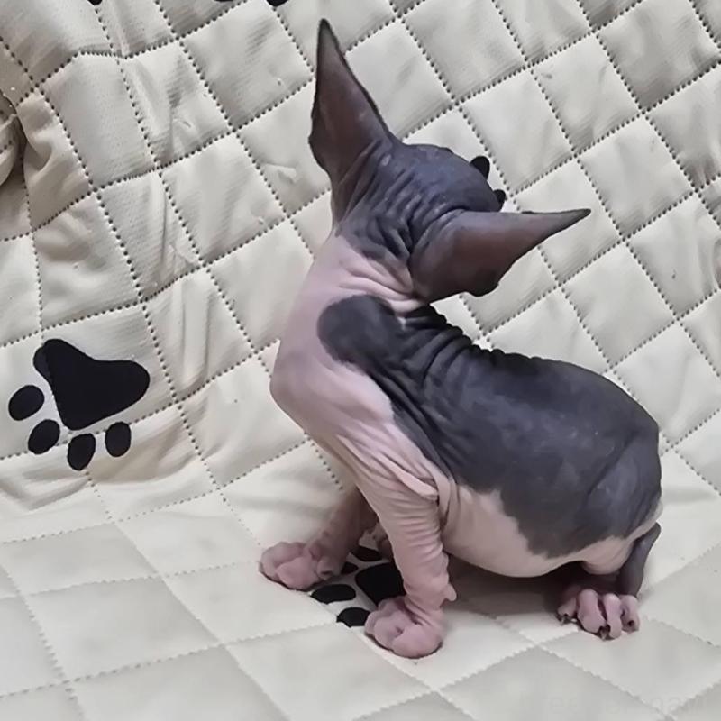 販売中の滋賀県のエルフキャット-140344の9枚目