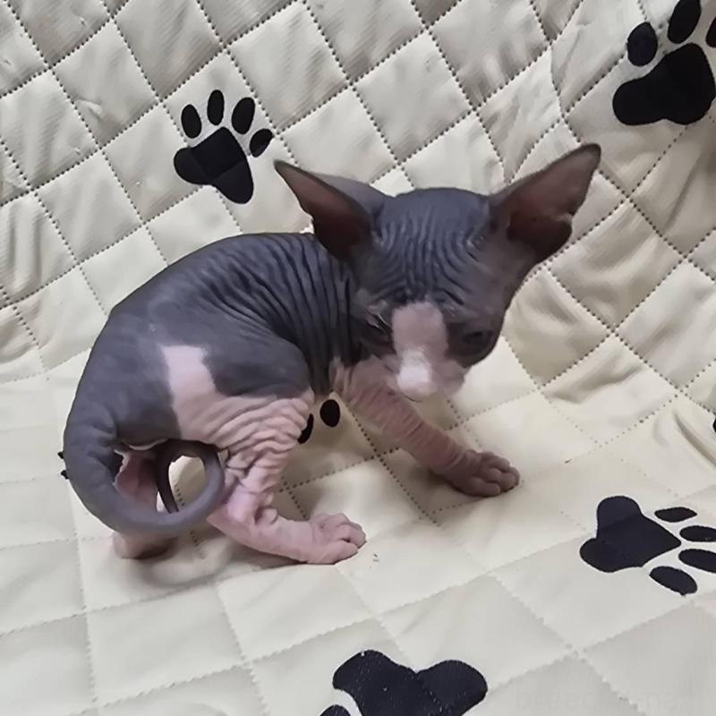 販売中の滋賀県のエルフキャット-140344の8枚目