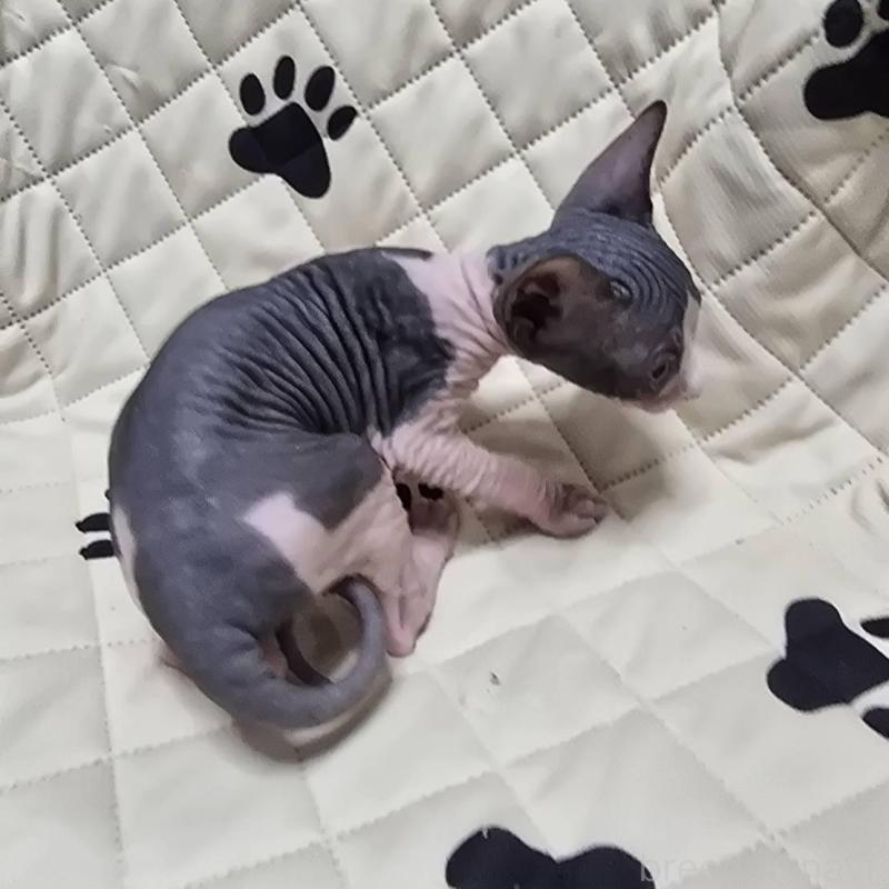 販売中の滋賀県のエルフキャット-140344の7枚目