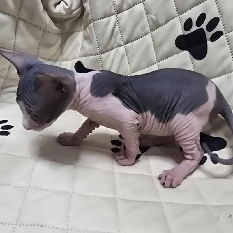 販売中の滋賀県のエルフキャット-140344の6枚目