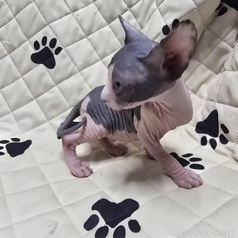 販売中の滋賀県のエルフキャット-140344の5枚目