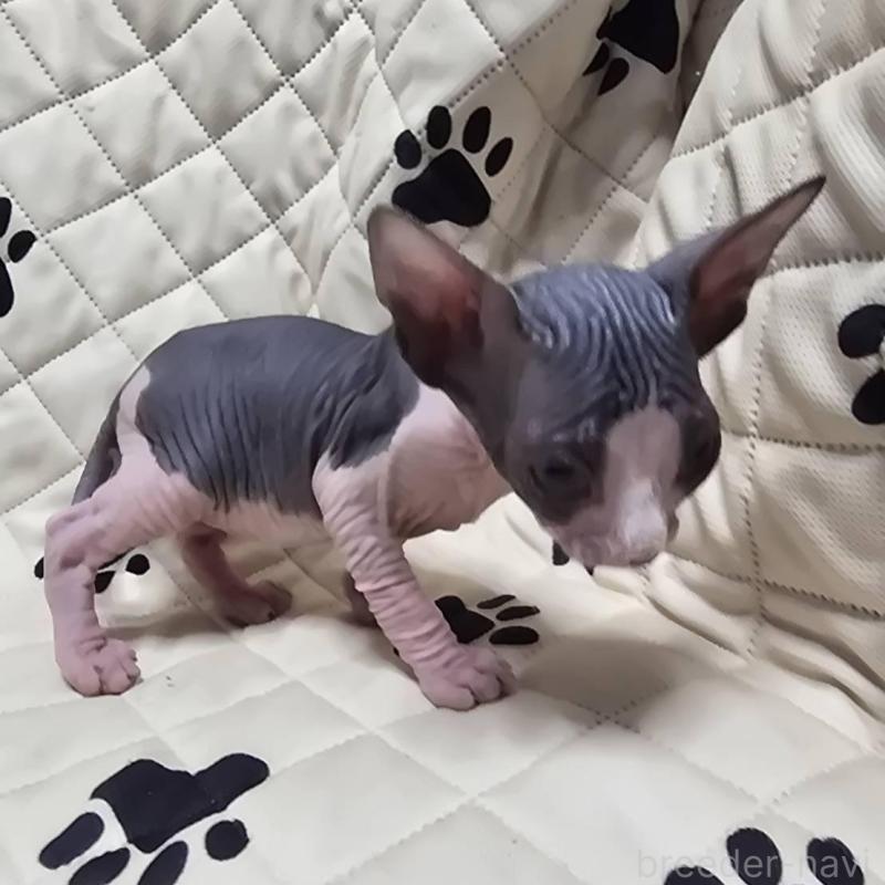 販売中の滋賀県のエルフキャット-140344の4枚目