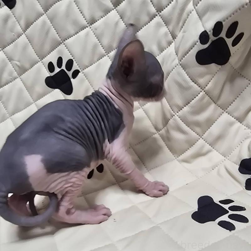 販売中の滋賀県のエルフキャット-140344の3枚目