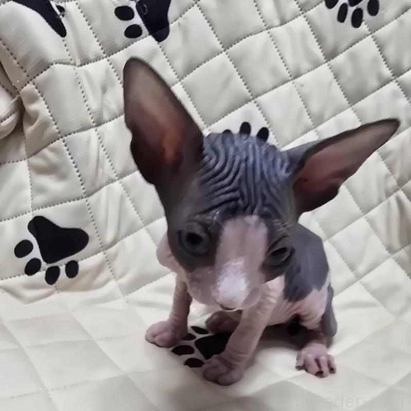 販売中の滋賀県のエルフキャット-140344の2枚目