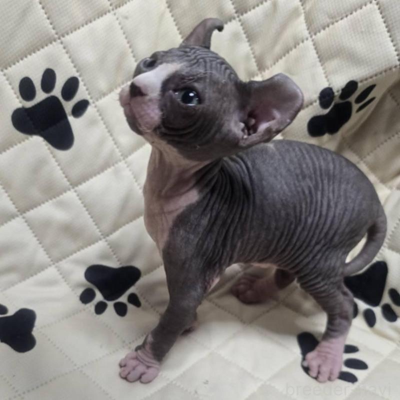 販売中の滋賀県のエルフキャット-140345