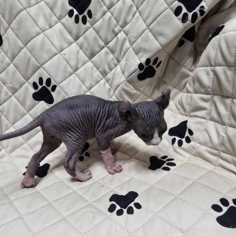 販売中の滋賀県のエルフキャット-140345の9枚目