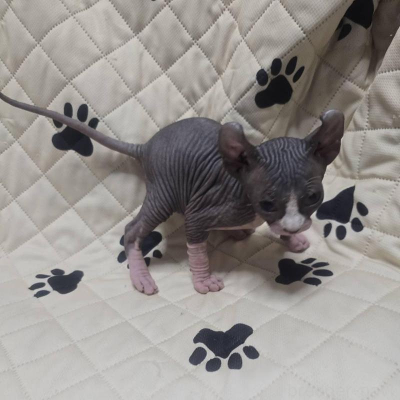 販売中の滋賀県のエルフキャット-140345の8枚目