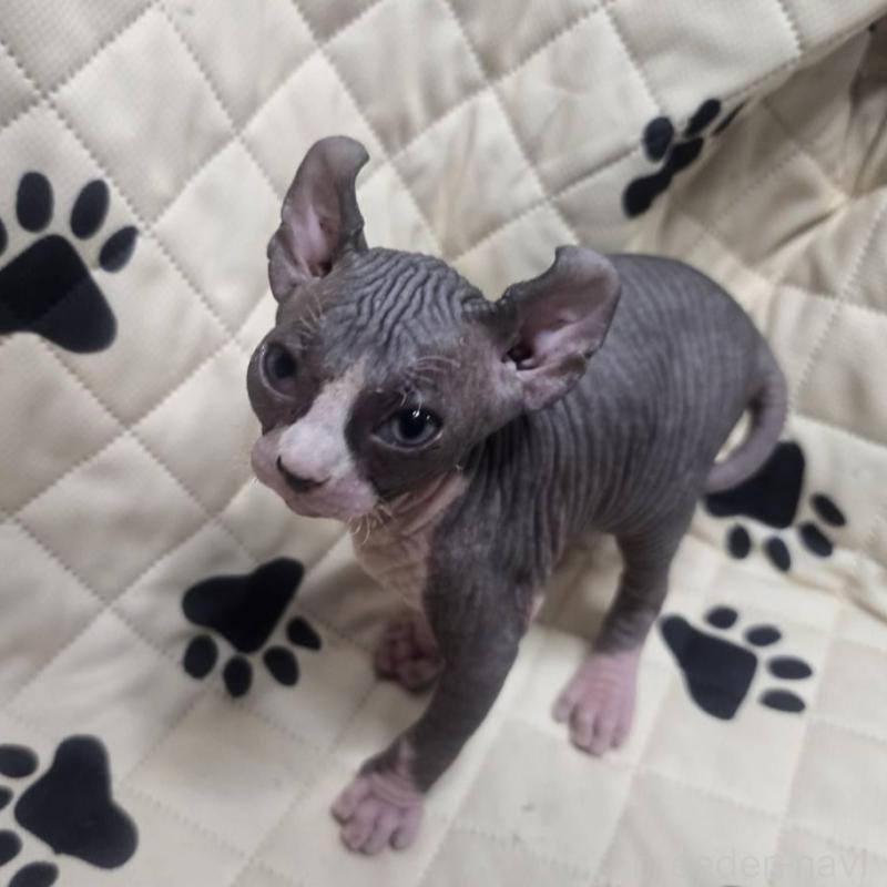 販売中の滋賀県のエルフキャット-140345の7枚目