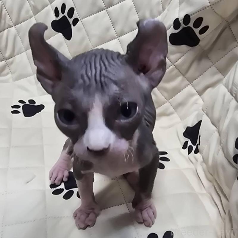 販売中の滋賀県のエルフキャット-140345の6枚目