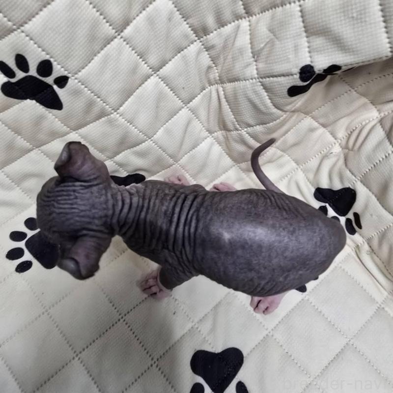 販売中の滋賀県のエルフキャット-140345の5枚目