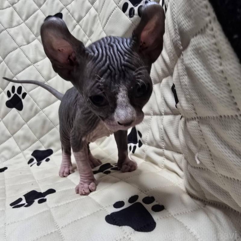 販売中の滋賀県のエルフキャット-140345の3枚目