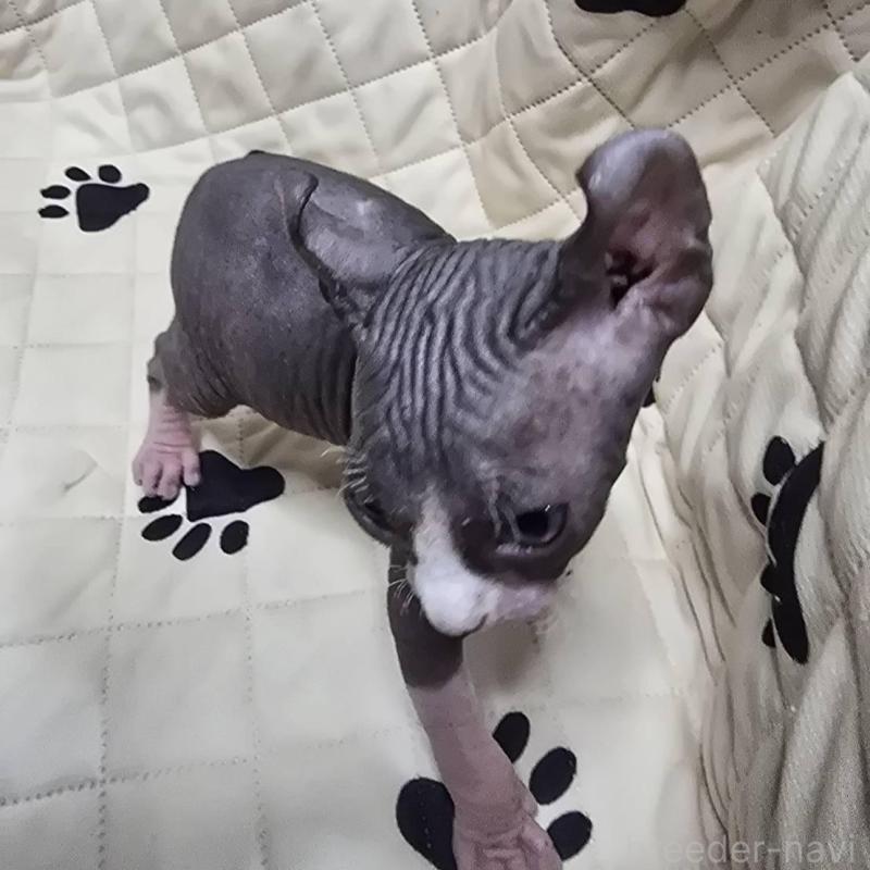 販売中の滋賀県のエルフキャット-140345の2枚目