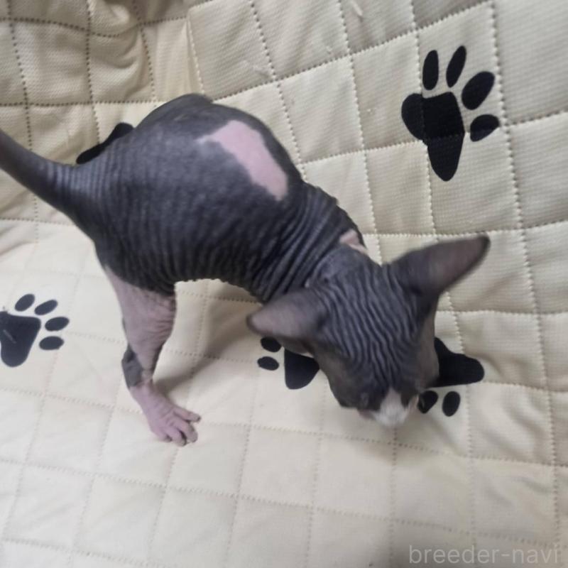 販売中の滋賀県のエルフキャット-140346の9枚目