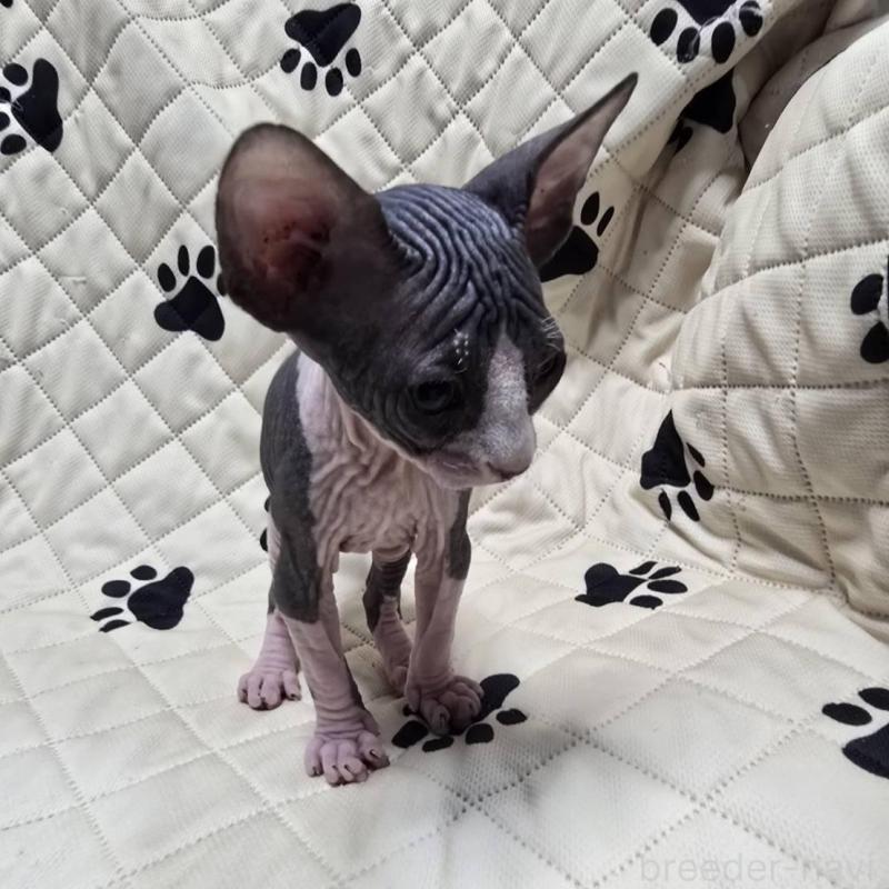 販売中の滋賀県のエルフキャット-140346の8枚目