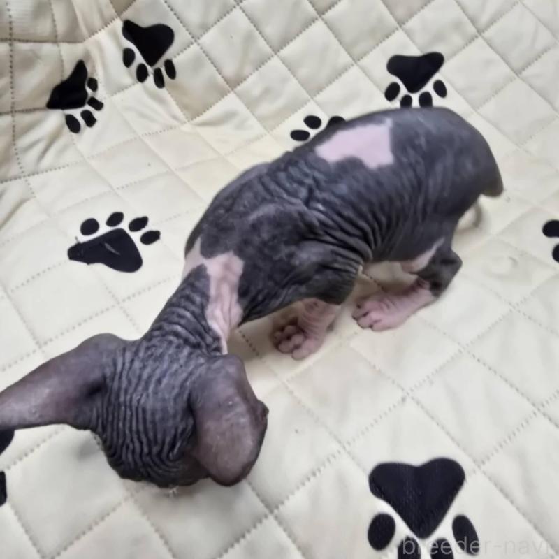 販売中の滋賀県のエルフキャット-140346の7枚目