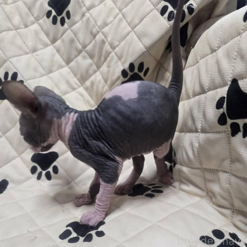 販売中の滋賀県のエルフキャット-140346の6枚目