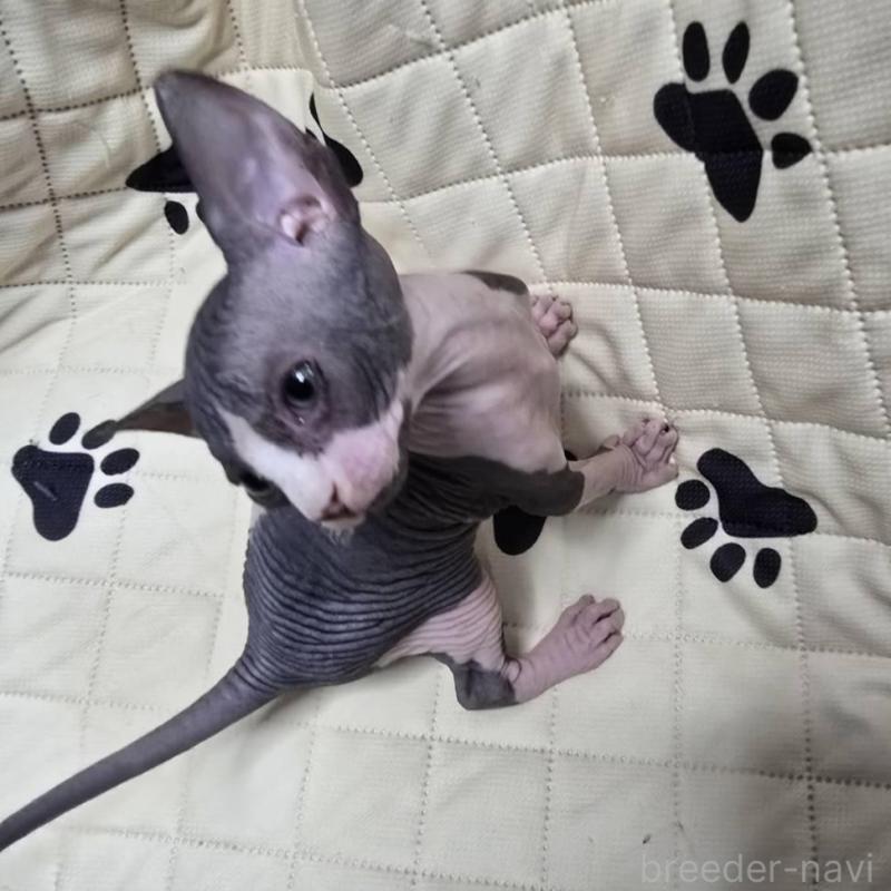 販売中の滋賀県のエルフキャット-140346の5枚目