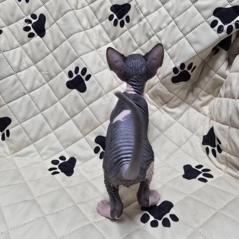 販売中の滋賀県のエルフキャット-140346の4枚目