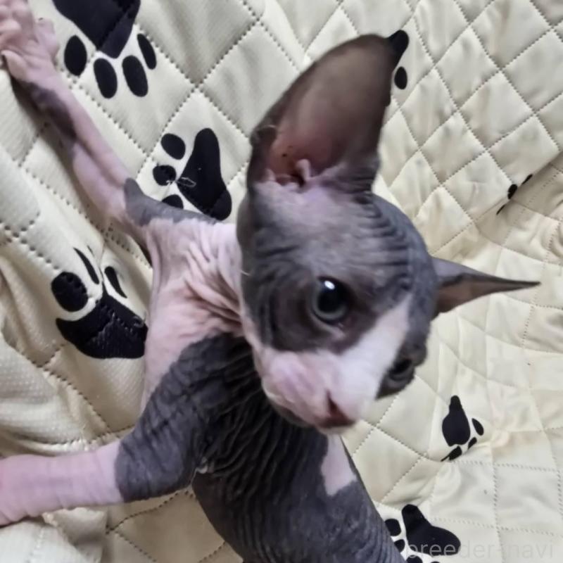 販売中の滋賀県のエルフキャット-140346の3枚目