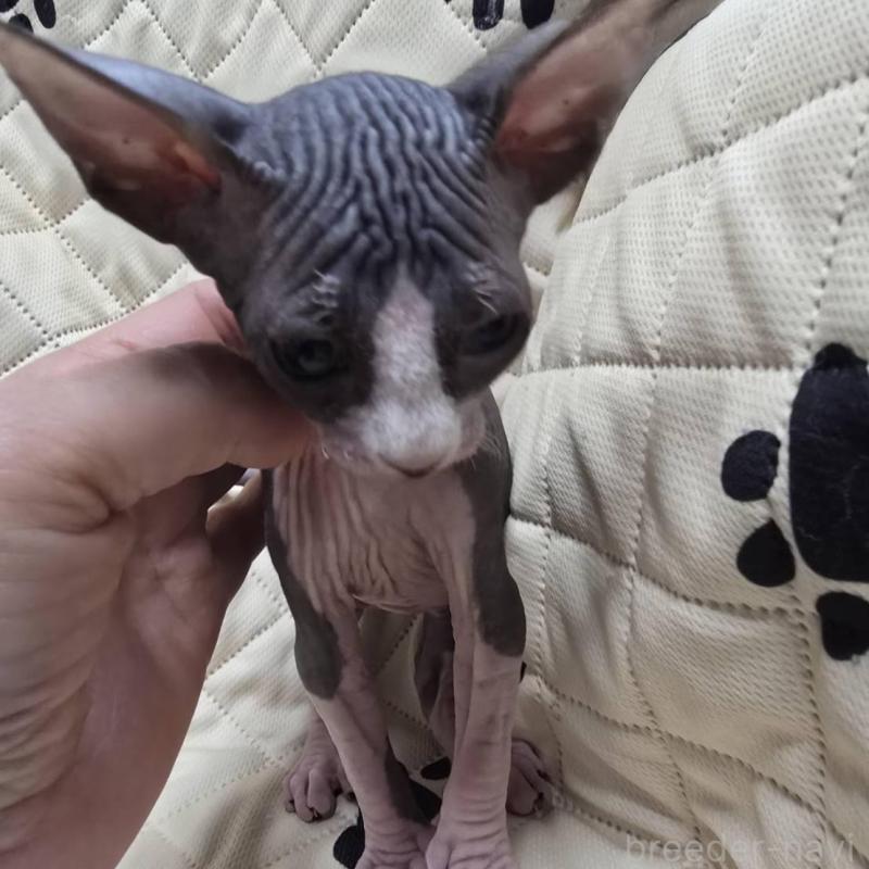 販売中の滋賀県のエルフキャット-140346の2枚目