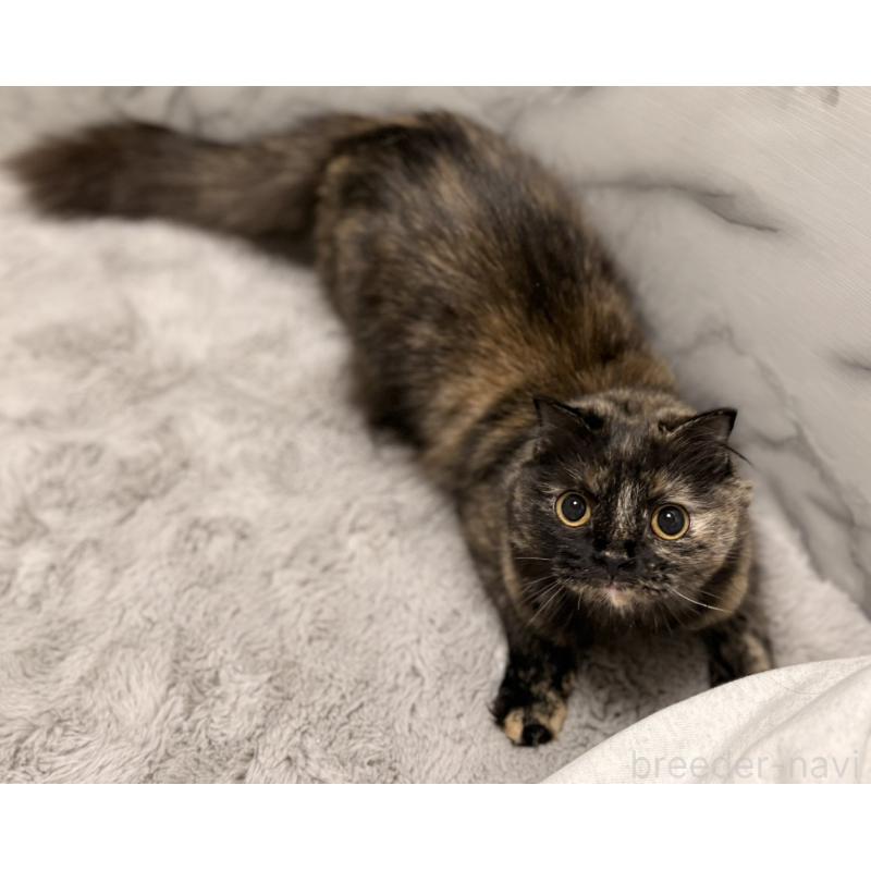 販売中の静岡県のスコティッシュフォールド-140347の5枚目