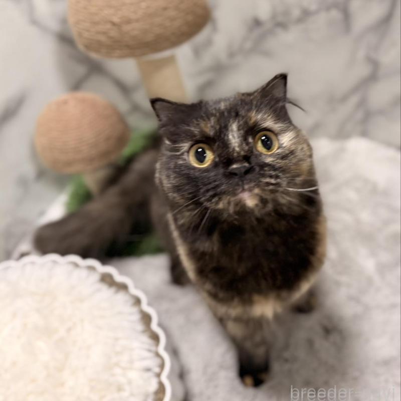 販売中の静岡県のスコティッシュフォールド-140347の4枚目