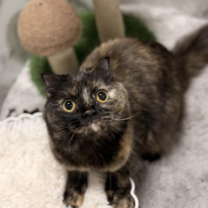 販売中の静岡県のスコティッシュフォールド-140347の3枚目