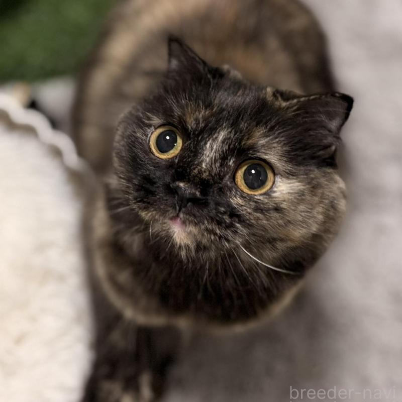 販売中の静岡県のスコティッシュフォールド-140347の1枚目